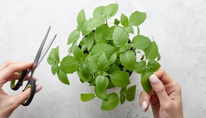 A woman's hand holding scissors about to cut fresh leaves from basil plant.