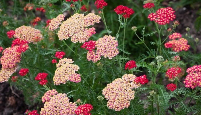 Pink and red yarrow blooms in garden.