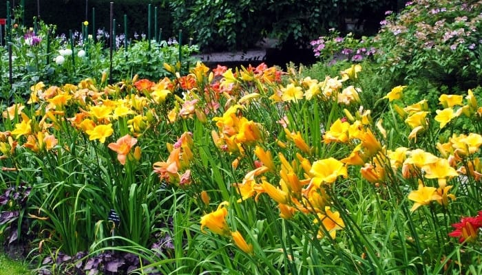 A patch of yellow and orange daylilies with other flowers in background.