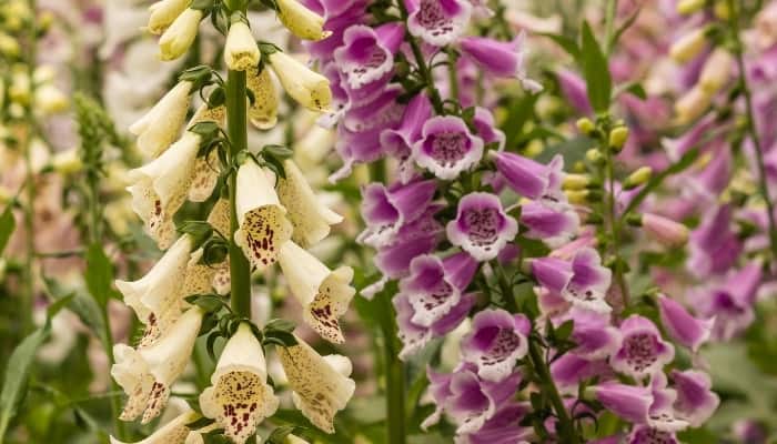 Yellow and purple foxglove blooming side by side.