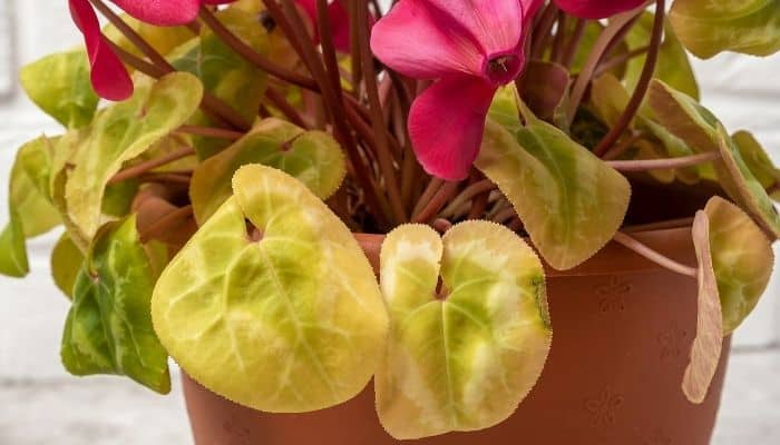 Pale, yellow leaves on an indoor cyclamen plant caused by too much sun.