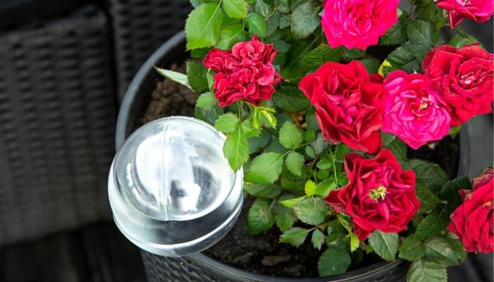 A clear watering globe in a small potted red rosebush.