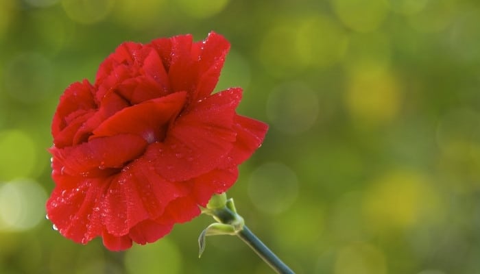 A lovely single red carnation against a blurred green background.