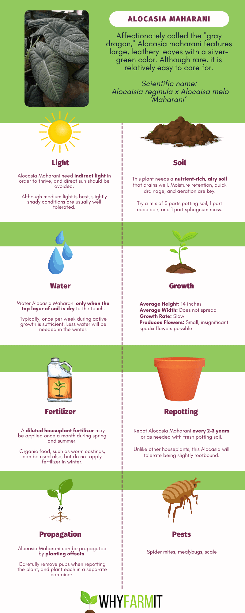 Graphic outlining care of Alocasia Maharani