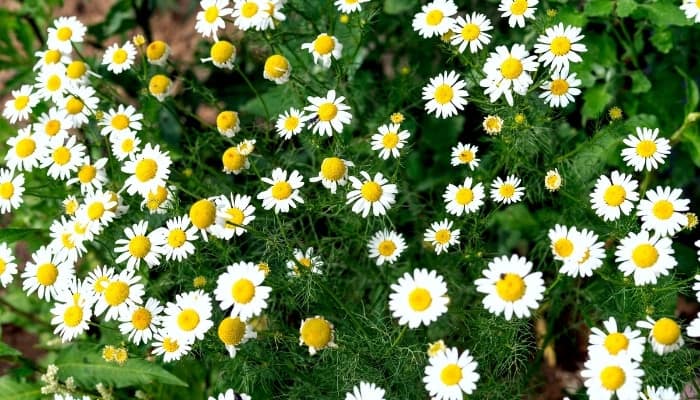 Russian chamomile in full bloom on a sunny day.