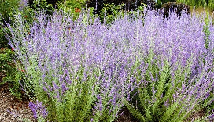 Two Russian sage plants in full bloom.