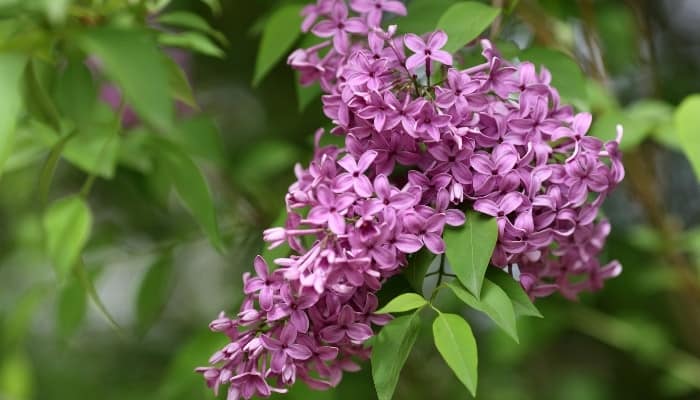 The pretty purple blooms of the common lilac plant.