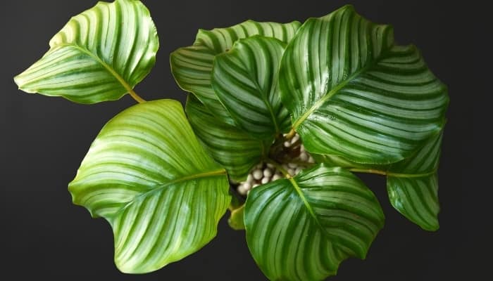 A Calathea orbifolia plant viewed from above against a black background.