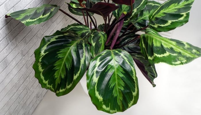 A close-up look at Calathea roseopicta leaves.