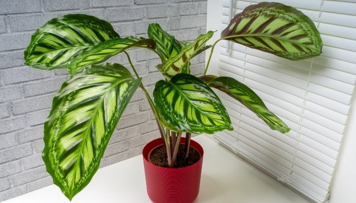 A Calathea veitchiana ‘Flamestar’ in a red pot placed in a corner by a blinded window.