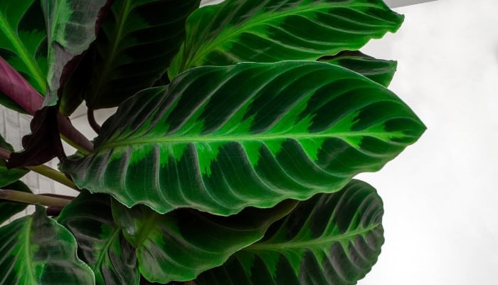 Calathea warscewiczii leaves close up.