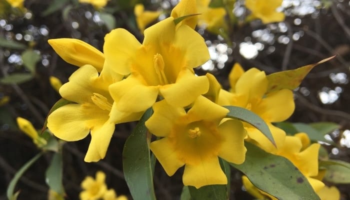 Bright yellow flowers on the Carolina jasmine plant.