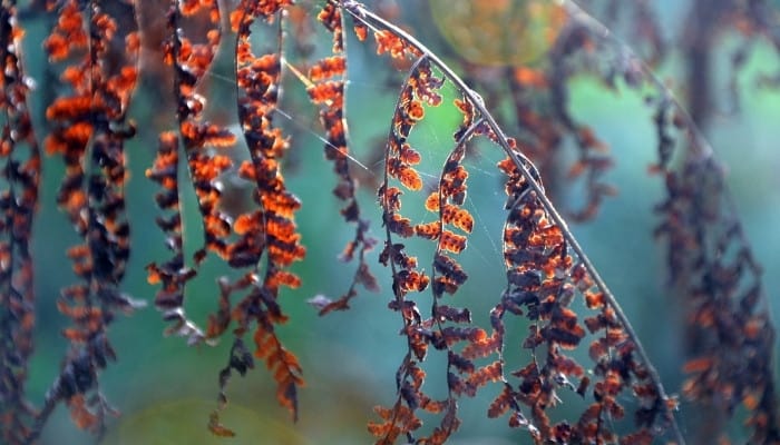 Dying fronds of a neglected maidenhair fern.