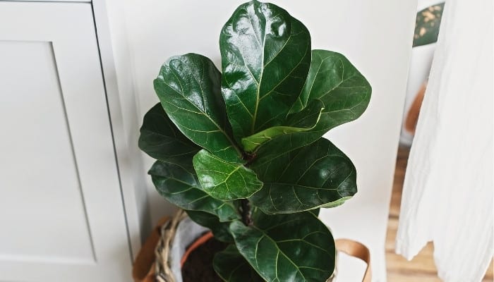 A potted fiddle leaf fig growing indoors against a white wall.