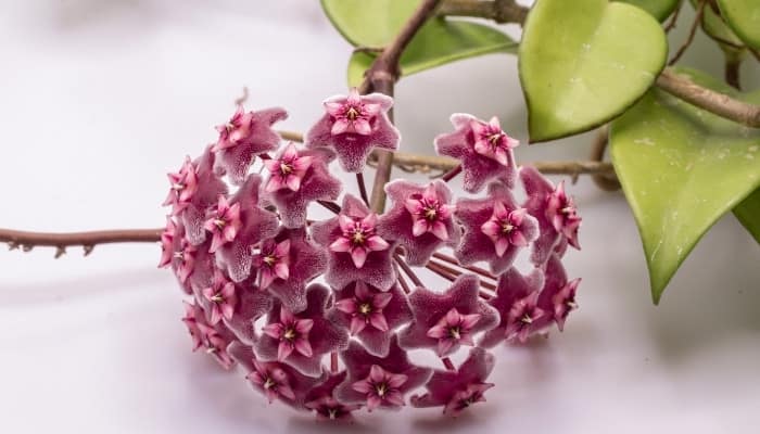 A dark pink flower and triangle leaves of the Hoya Flower and foliage of Hoya krohniana plant.