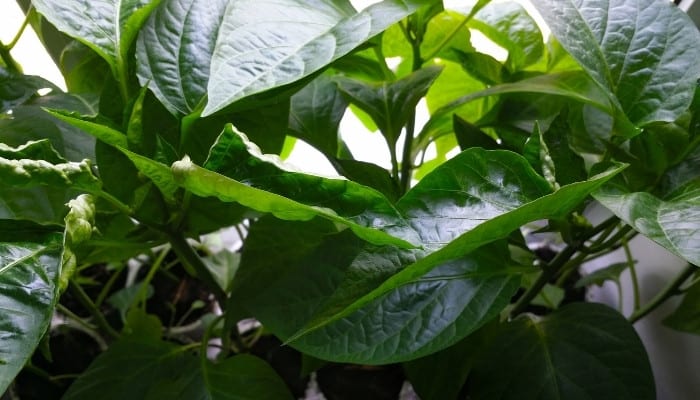 Close look at the leaves of several pepper plants being grown indoors.