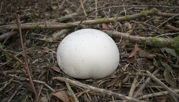 A giant puffball mushroom growing on the ground in the woods surrounded by twigs.