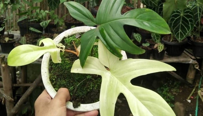 A potted Florida Ghost Philodendron being held aloft to show off the unusual leaves.