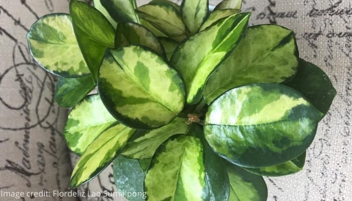 Hoya australis ‘Lisa’ viewed from above.