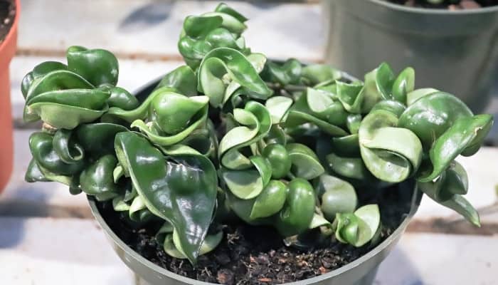 The twisted stems and foliage of the Hoya carnosa compacta plant.