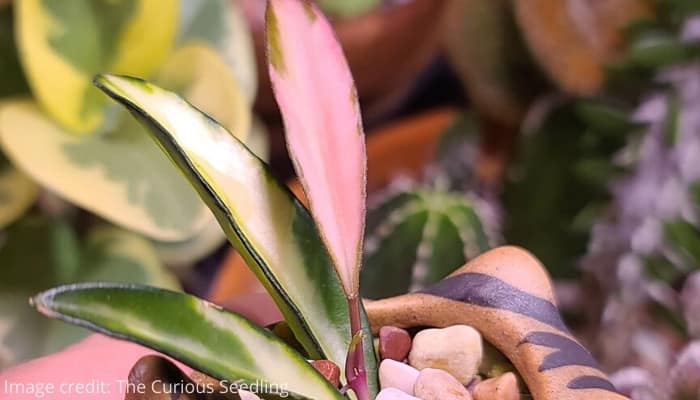 A Hoya wayetii ‘Variegata’ in a planter that looks like a pig.