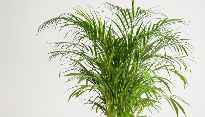 The top portion of a kentia palm tree growing indoors.