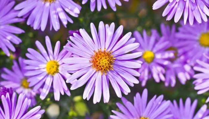 Multiple light-purple blooms of the aster plant.