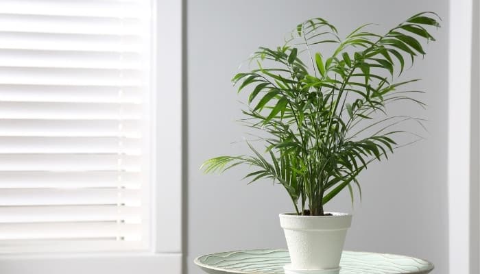 A small majesty palm in a white pot on a table near a bright window.