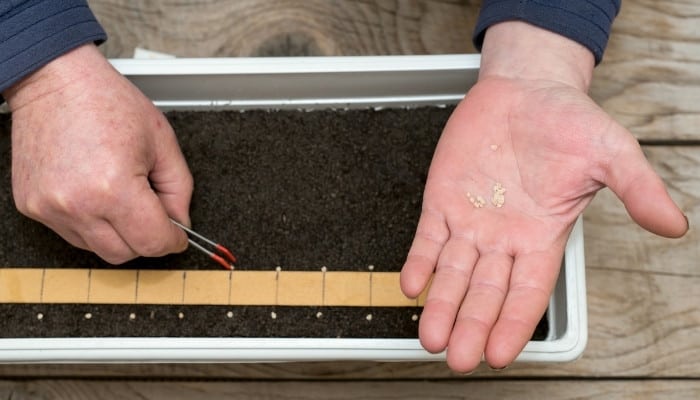 A man using tweezers to plant pepper seeds at evenly spaced intervals.