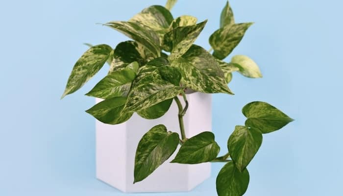 A Marble Queen Pothos in a white pot against a light-blue background.