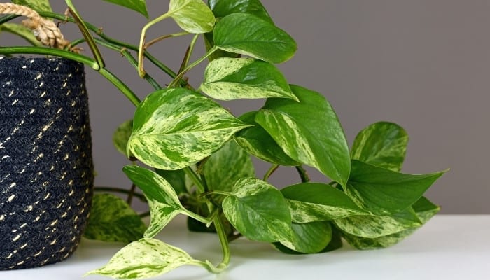 A Marble Queen Pothos trailing from a navy-blue woven container onto the counter.