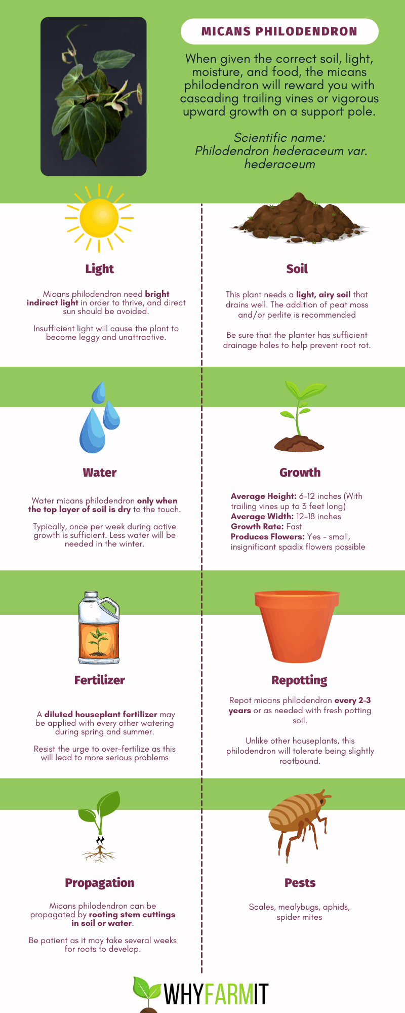 Graphic outlining care of micans philodendron.