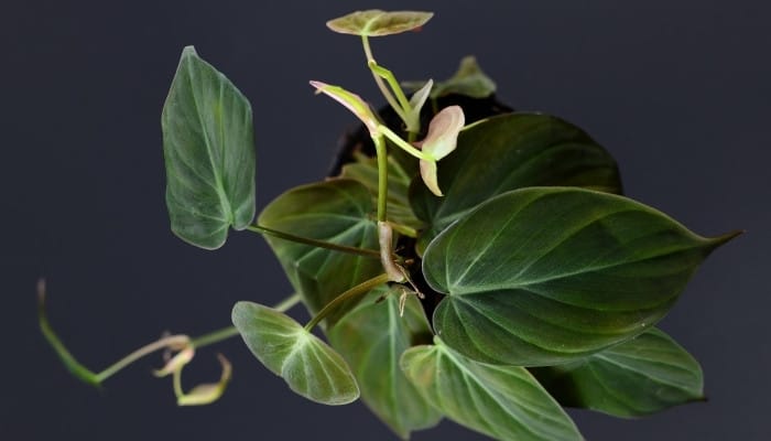 Top view of a micans philodendron on a black background.