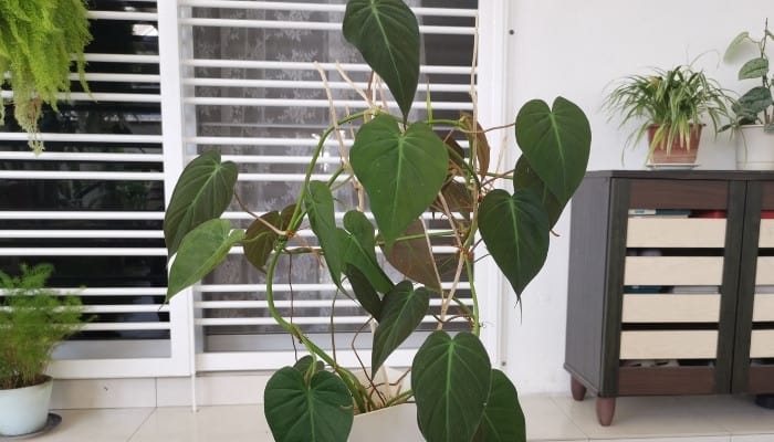 A micans philodendron plant on a stool in a room with several other plants.