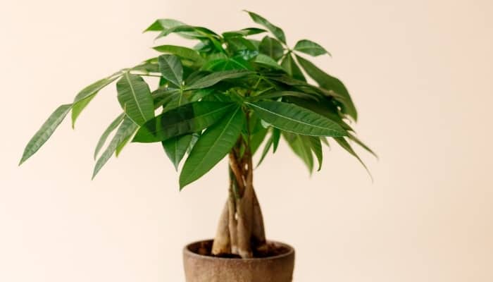 A potted money tree against a peach background.