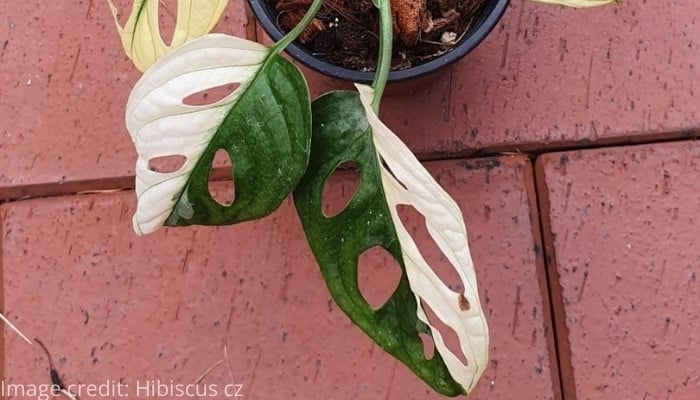 Two leaves of Monstera adansonii ‘Variegata Archipelago’