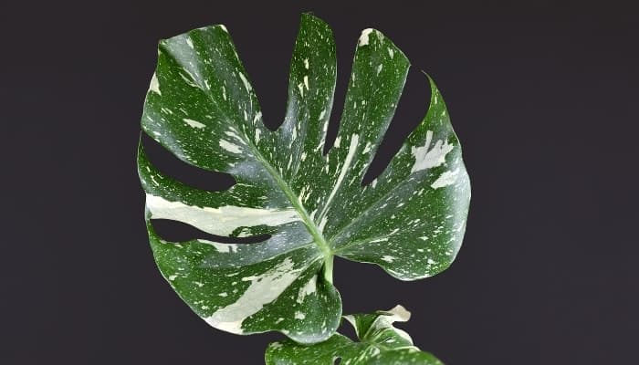 A single leaf of the Monstera deliciosa ‘Thai Constellation’ plant on a black background.