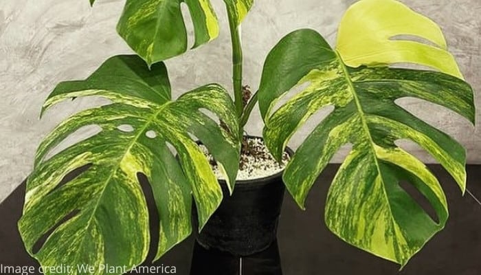 Larfe yellow-and-green leaves of Monstera deliciosa ‘Borsigiana Aurea’.