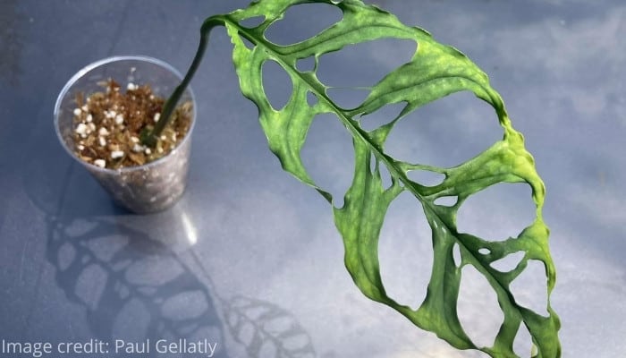 A Monstera obliqua ‘Peru’ on blue-gray background.