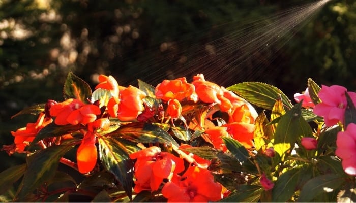 Red New Guinea impatiens being sprayed with water from a mister..