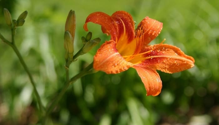 A pretty, open tiger lily bloom on a stalk with several unopened blooms.