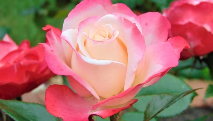 A lovely rose with shades of pink and cream colors on the petals.