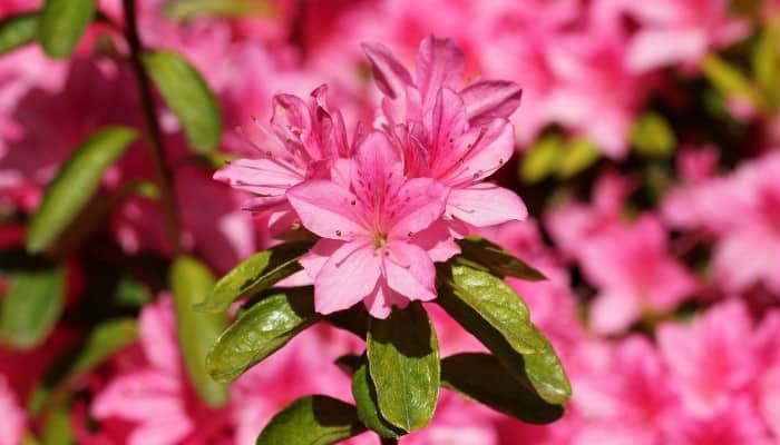 Close-up look at an azalea stem covered in pink blooms.