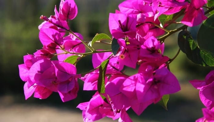 Branch of a pink bougainvillea bursting with flowers.