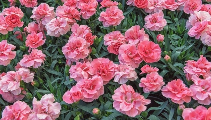 A mass of blooming pink carnations in the garden.