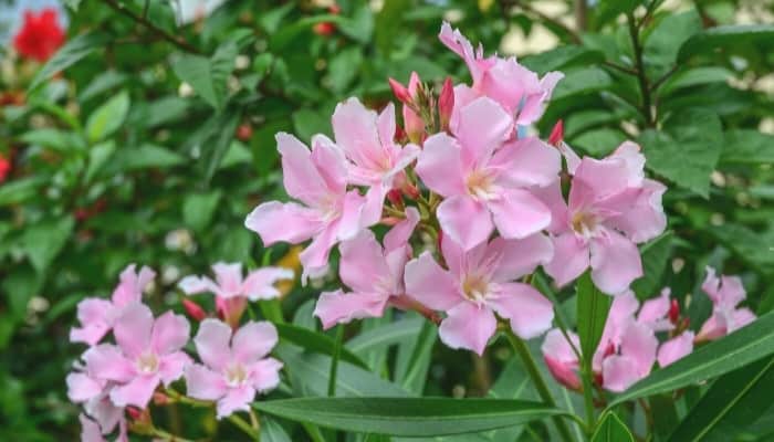 Light pink flowers of the oleander plant.