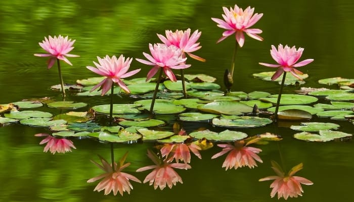 Several pink water lilies and their reflection in a peaceful pond.