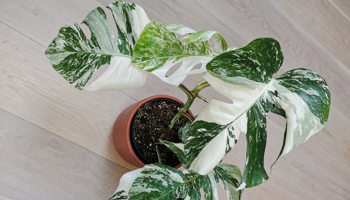 The rare Monstera Albo in a red planter on a wood floor viewed from above.