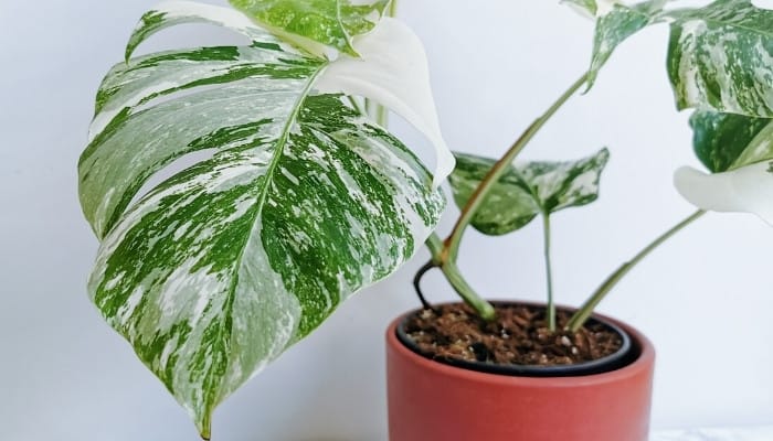 An up-close look at the leaf of the rare and expensive Monstera Albo plant.