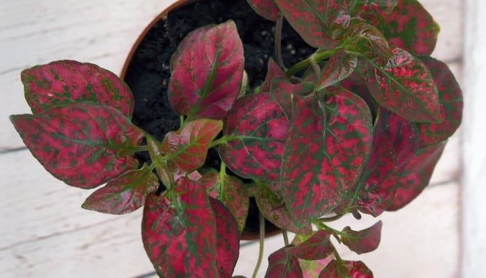 A potted red polka dot plant on a white wood table. 